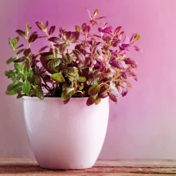 Paulmann LED-plantepære E27 R80 6,5W