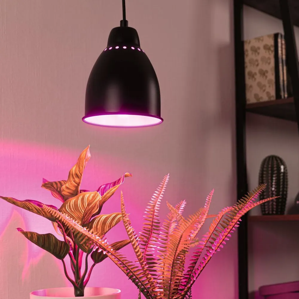 Paulmann Pendellamper>Neordic Hilla hængelampe, sort